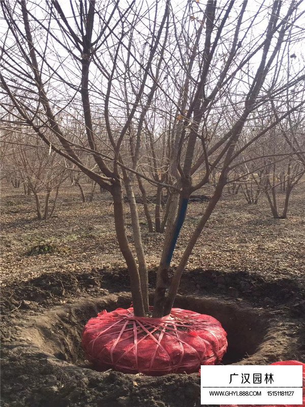 叢生五角楓是花灌木嗎