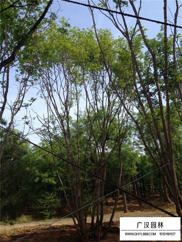 叢生五角楓是花灌木嗎