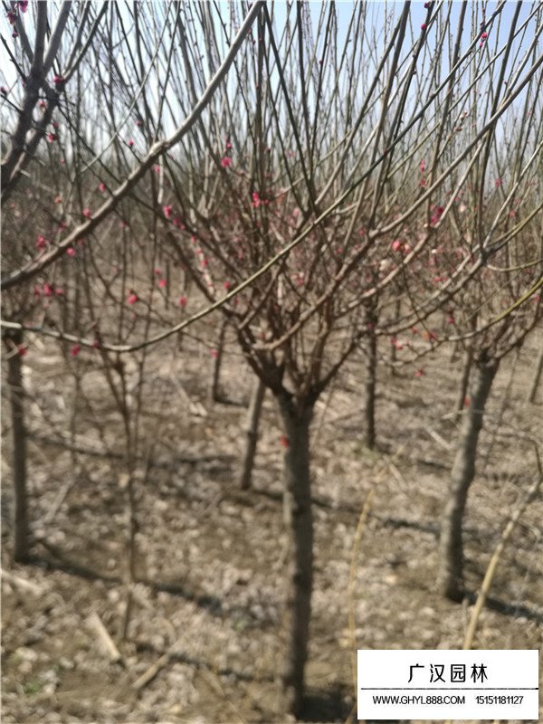 紅梅樹3公分價格是多少