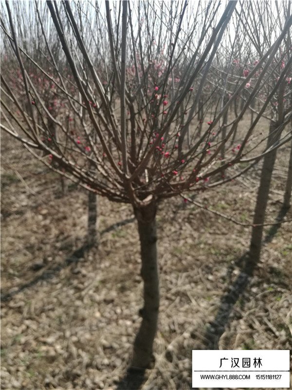 紅梅樹20公分價格是多少？