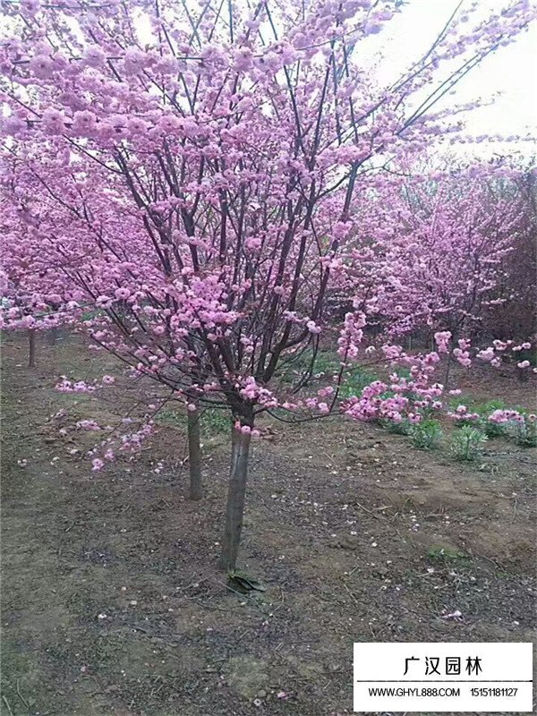 榆葉梅樹苗價格