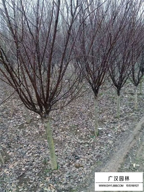8公分榆葉梅價格