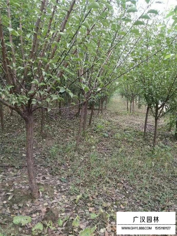 江蘇紅梅樹價格怎么樣