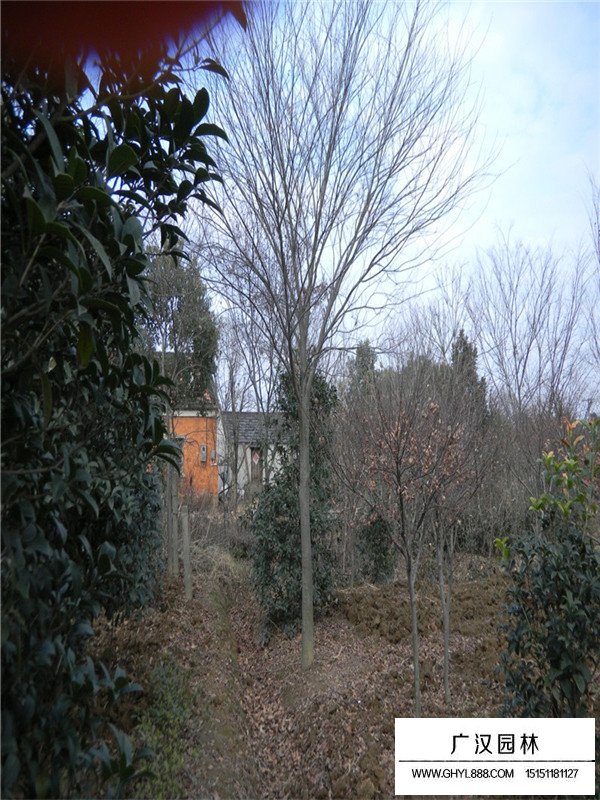 櫸樹苗批發