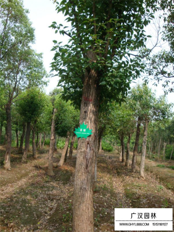 香樟樹小苗價格