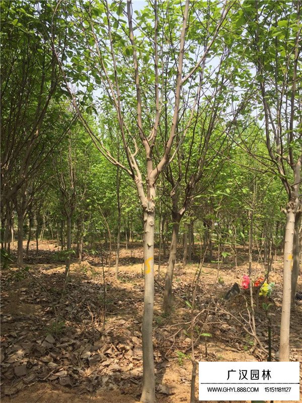 5公分紫玉蘭價格