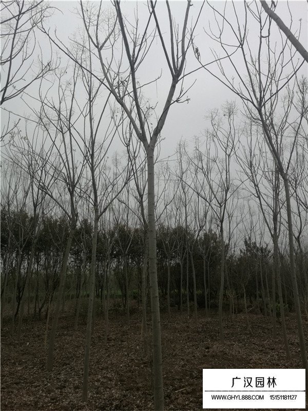欒樹