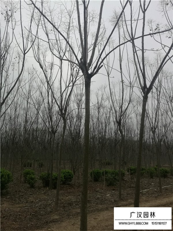 欒樹