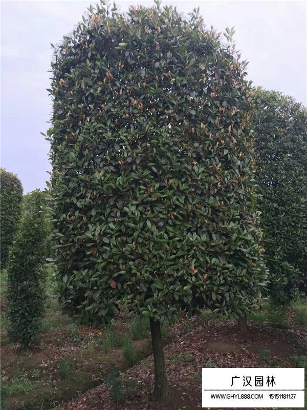 紅葉石楠修剪標準