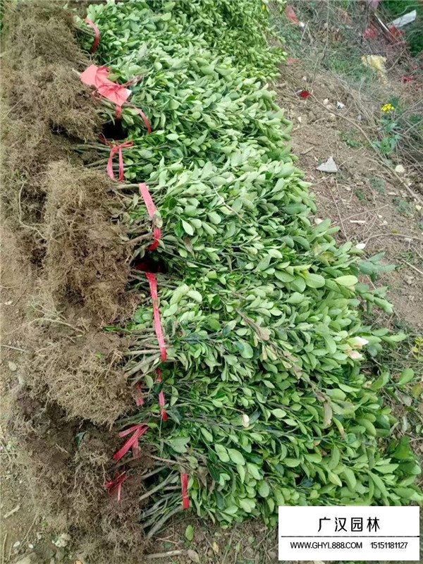 大葉黃楊是草本植物嗎？