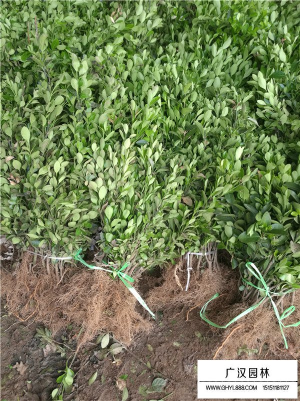大葉黃楊是草本植物嗎？