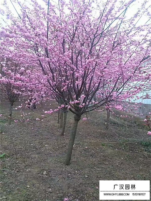 叢生榆葉梅屬于灌木還是喬木