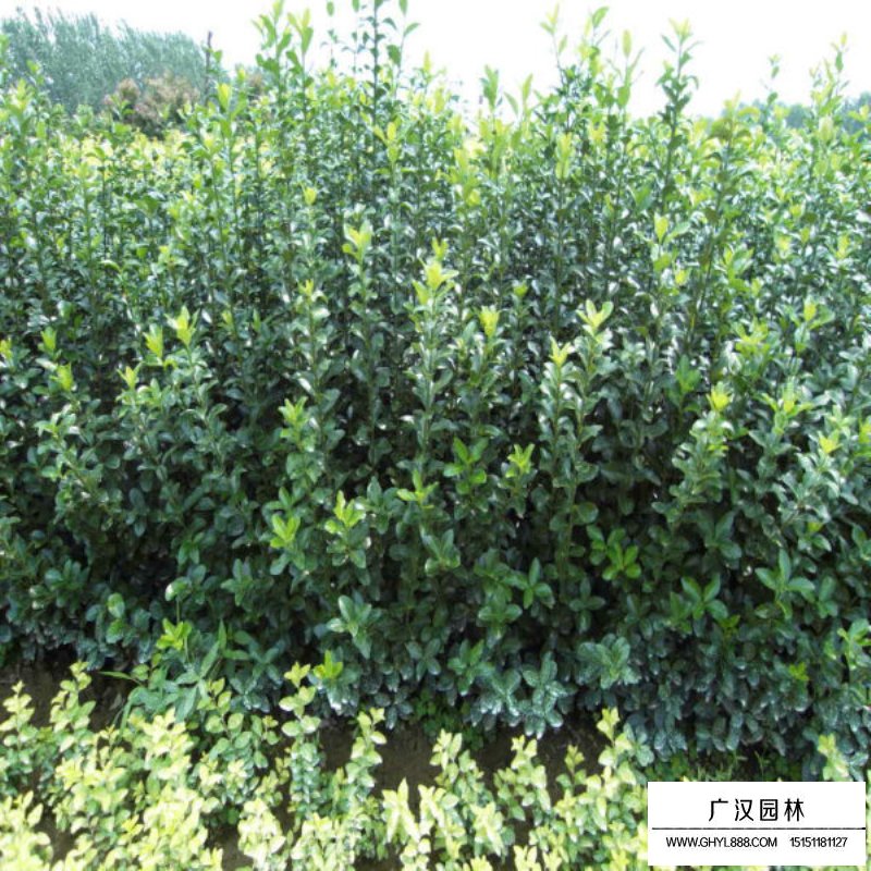 大葉黃楊產自哪里