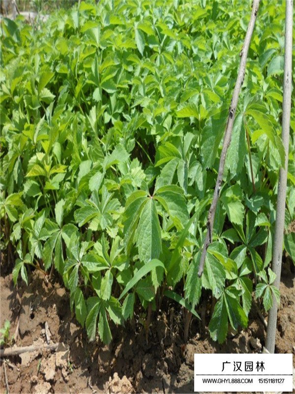 爬山虎批發價格