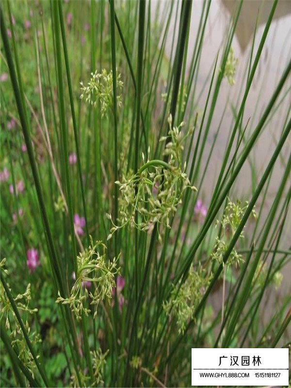 燈芯草種子