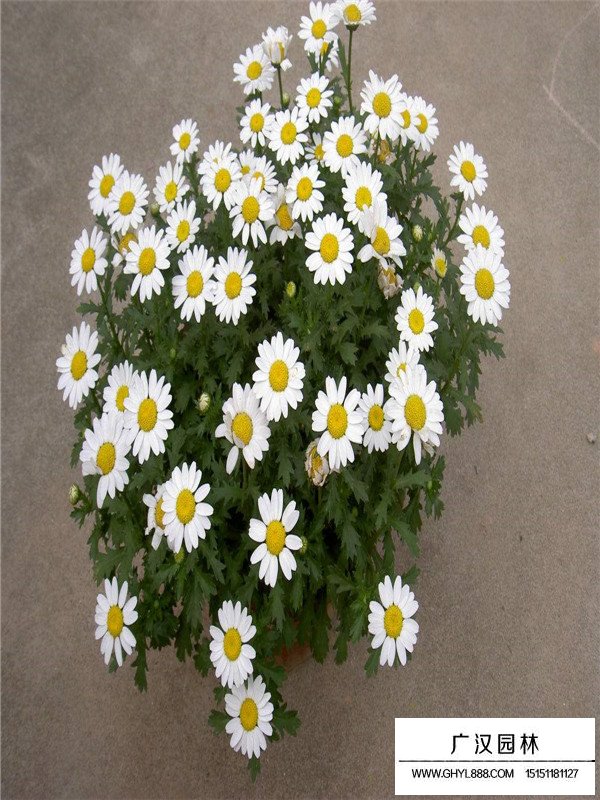 白晶菊(圖2)