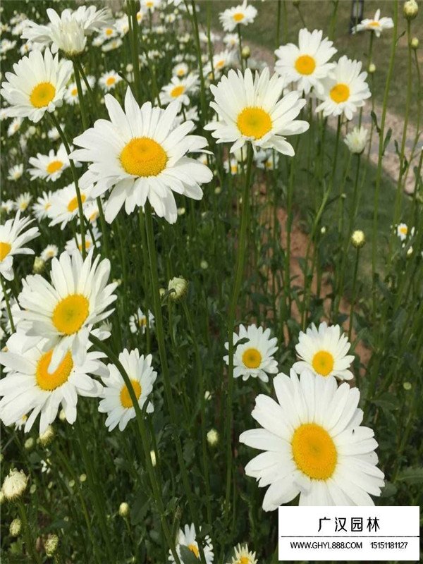 白晶菊(圖4)