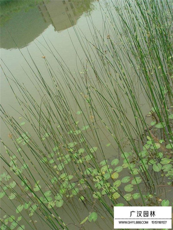 花葉水蔥