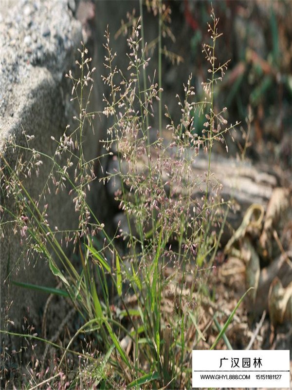 畫眉草