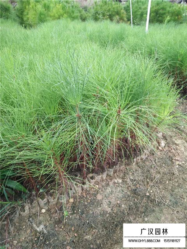 馬尾松種植基地在哪里(圖1)