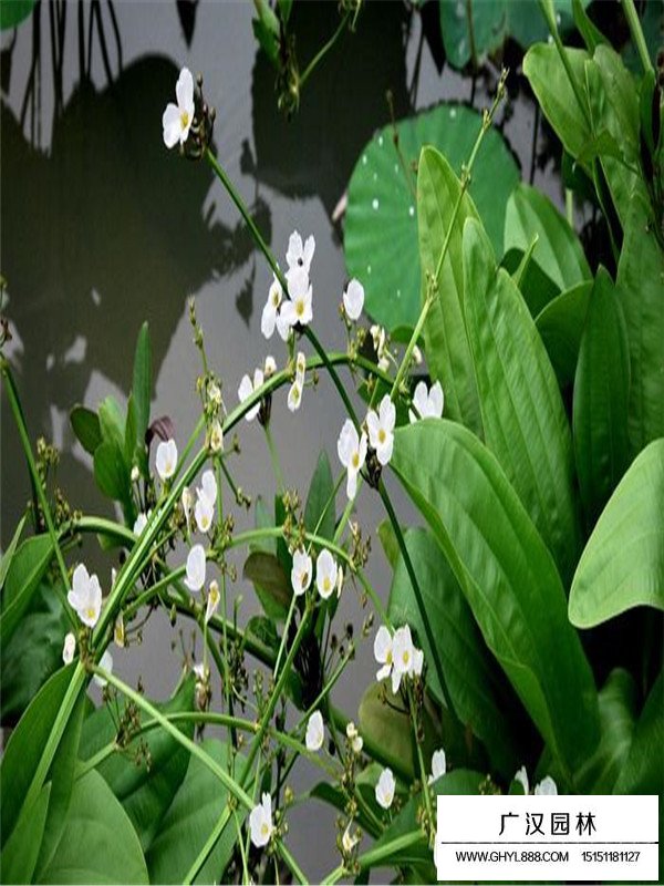 毛茛澤瀉