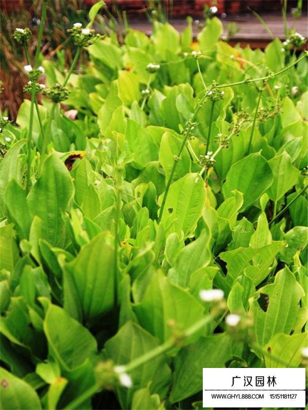 毛茛澤瀉
