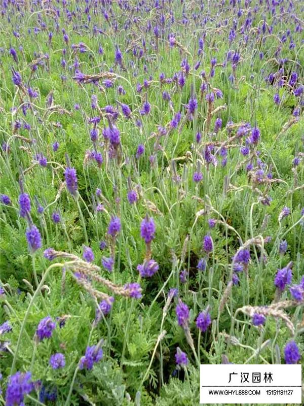 薰衣草產地都有哪些地方(圖1)