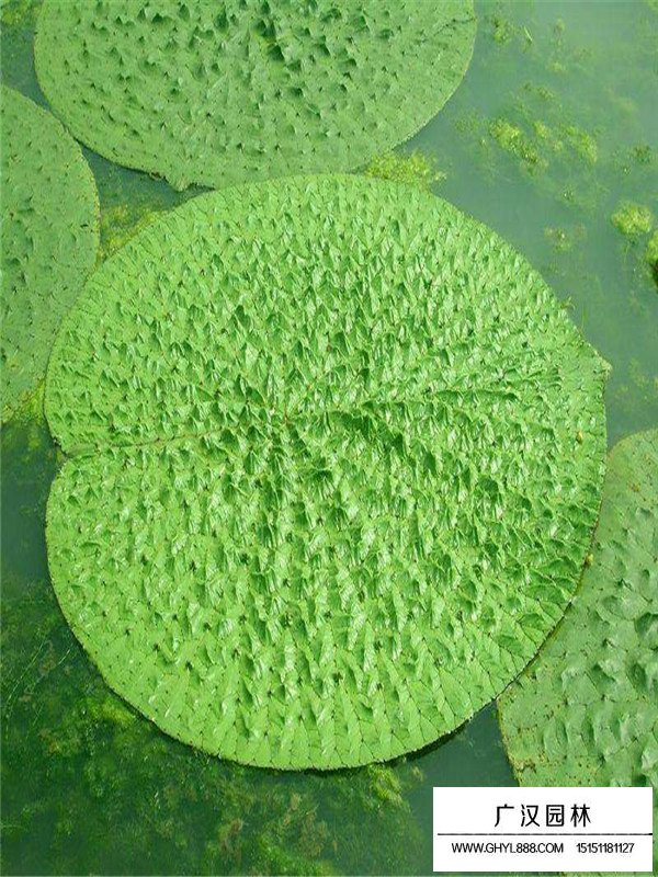 芡實