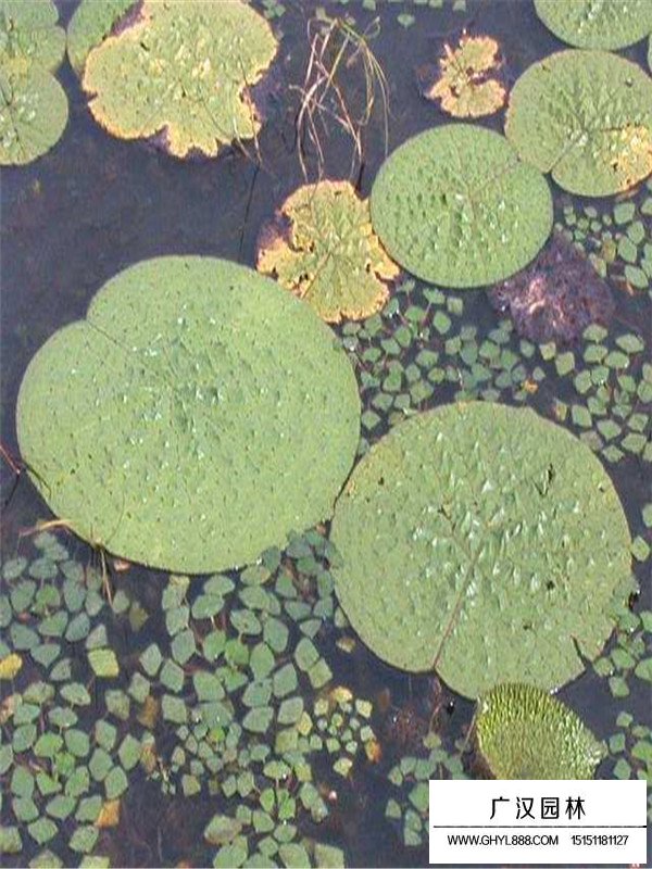 芡實