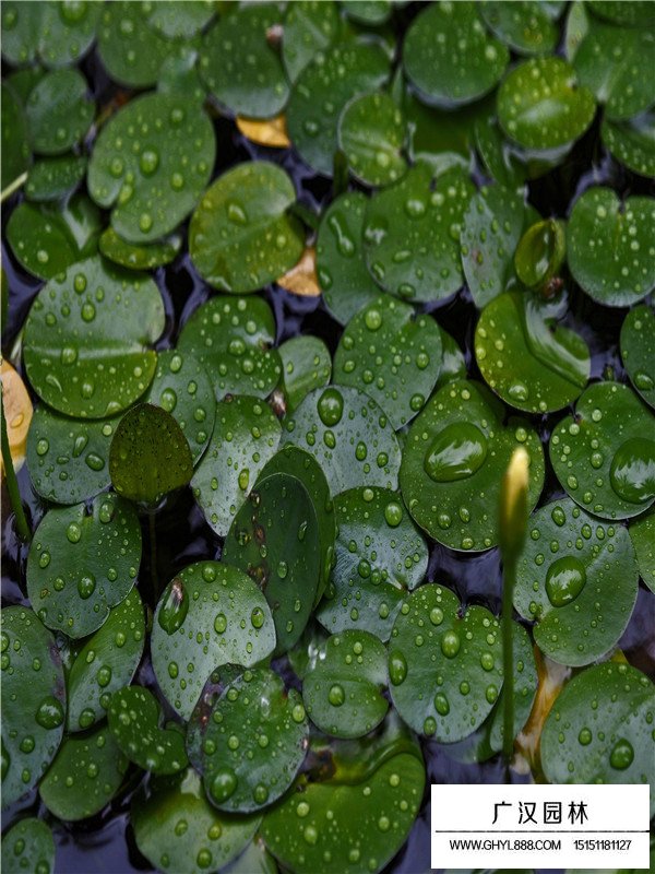 水罌粟