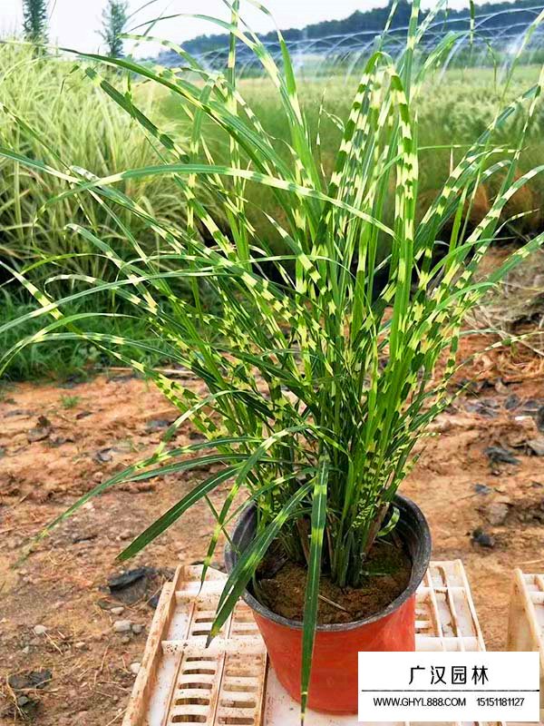 斑葉芒
