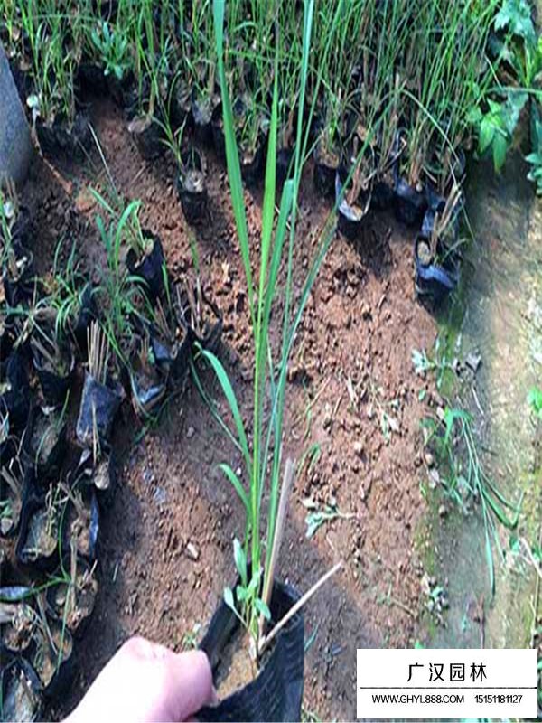 細葉芒草的生命力頑強嗎(圖1)