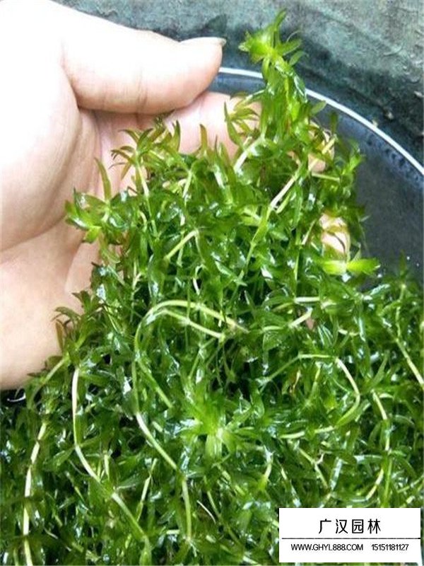 伊樂藻
