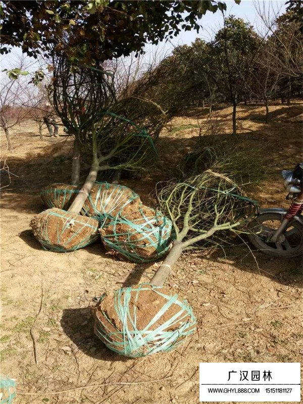 雞爪槭樹苗價格大概多少錢(圖2)