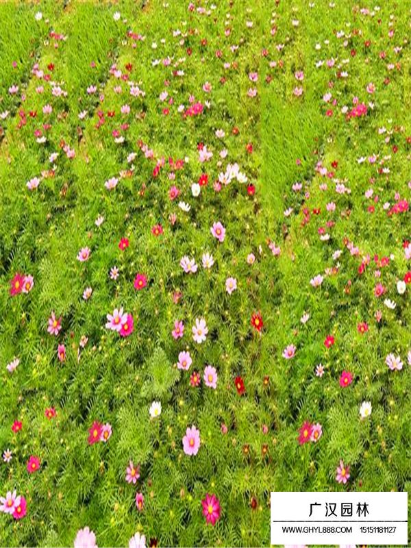 波斯菊種子價格(圖3)