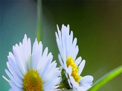 雛菊
