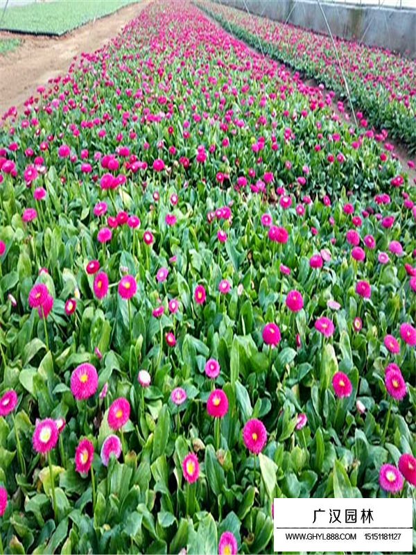 雛菊(圖2)