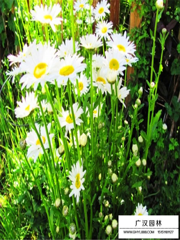 雛菊(圖3)