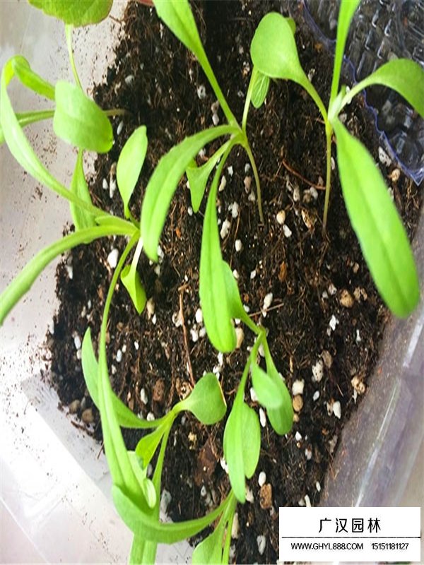 雛菊(圖4)