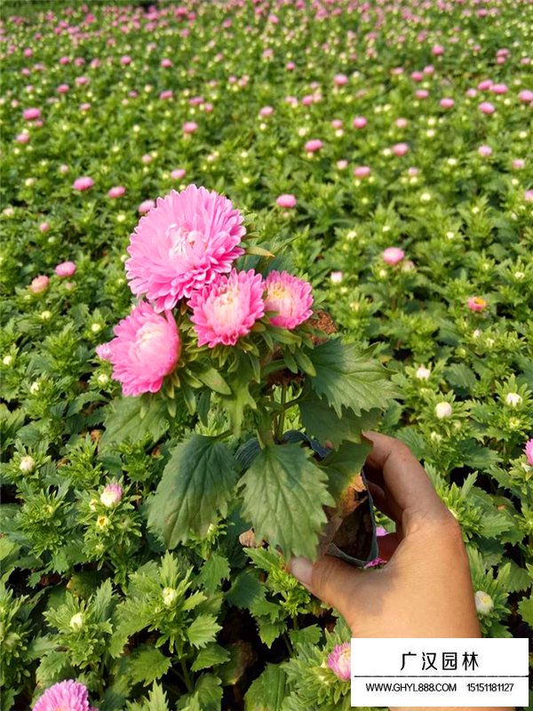 翠菊(圖1)
