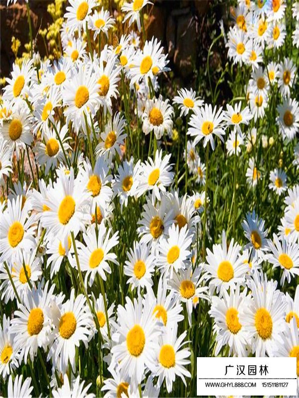 大濱菊(圖3)