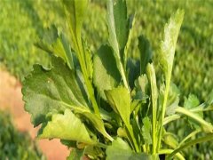大濱菊