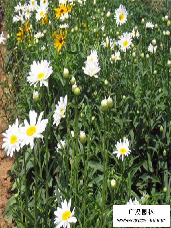 大濱菊(圖2)