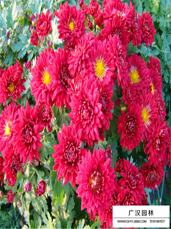 地被菊(圖2)