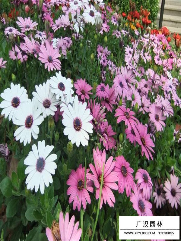 非洲萬壽菊(圖6)