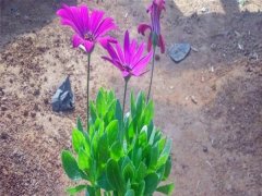 非洲萬壽菊