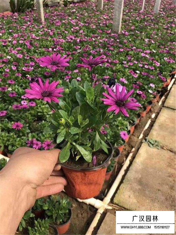 非洲萬壽菊(圖2)