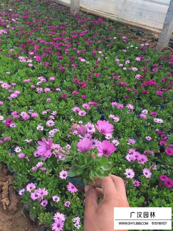非洲萬壽菊(圖3)