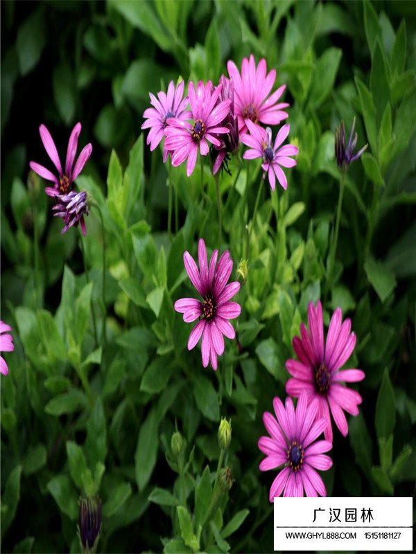 非洲萬壽菊(圖4)
