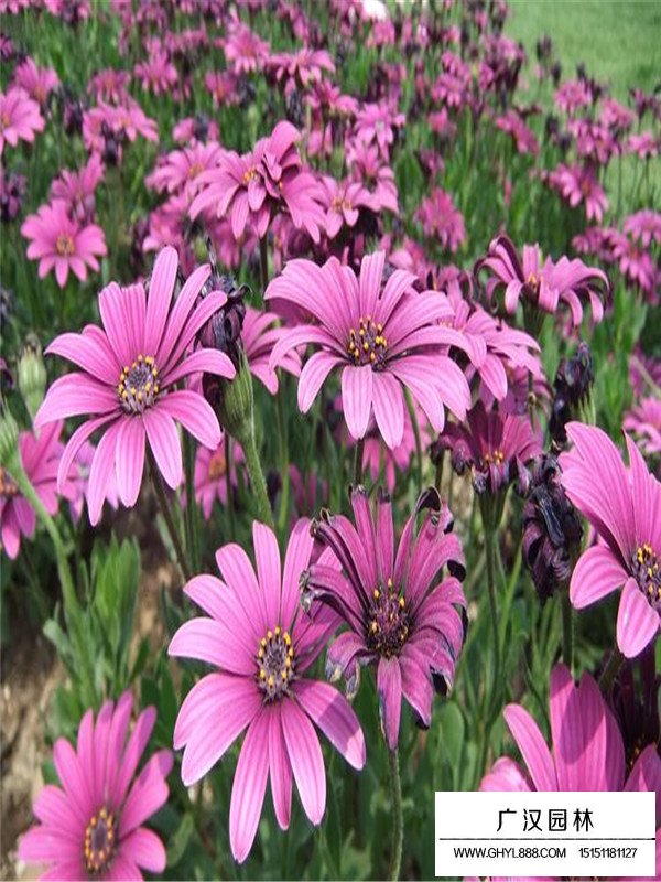 非洲萬壽菊(圖5)